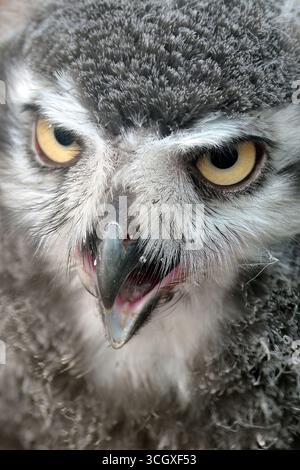 Havlickuv Brod, Tschechische Republik. 30. August 2025. Eine kleine Scheuneneule (Tyto alba), die von einem Falkner im Rahmen eines Zuchtprogramms in Gefangenschaft gezüchtet wird, abgebildet in seinem Gehege in Vysocina, Tschechische Republik. (Kreditbild: © Slavek Ruta/ZUMA Press Wire) NUR REDAKTIONELLE VERWENDUNG! Nicht für kommerzielle ZWECKE! Stockfoto