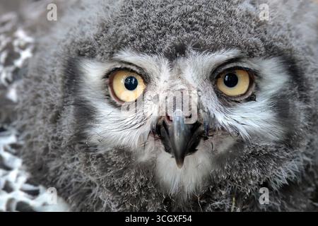 Havlickuv Brod, Tschechische Republik. 30. August 2025. Eine kleine Scheuneneule (Tyto alba), die von einem Falkner im Rahmen eines Zuchtprogramms in Gefangenschaft gezüchtet wird, abgebildet in seinem Gehege in Vysocina, Tschechische Republik. (Kreditbild: © Slavek Ruta/ZUMA Press Wire) NUR REDAKTIONELLE VERWENDUNG! Nicht für kommerzielle ZWECKE! Stockfoto