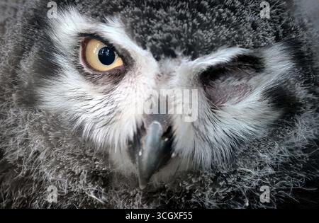 Havlickuv Brod, Tschechische Republik. 30. August 2025. Eine kleine Scheuneneule (Tyto alba), die von einem Falkner im Rahmen eines Zuchtprogramms in Gefangenschaft gezüchtet wird, abgebildet in seinem Gehege in Vysocina, Tschechische Republik. (Kreditbild: © Slavek Ruta/ZUMA Press Wire) NUR REDAKTIONELLE VERWENDUNG! Nicht für kommerzielle ZWECKE! Stockfoto