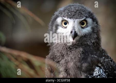 Havlickuv Brod, Tschechische Republik. 30. August 2025. Eine kleine Scheuneneule (Tyto alba), die von einem Falkner im Rahmen eines Zuchtprogramms in Gefangenschaft gezüchtet wird, abgebildet in seinem Gehege in Vysocina, Tschechische Republik. (Kreditbild: © Slavek Ruta/ZUMA Press Wire) NUR REDAKTIONELLE VERWENDUNG! Nicht für kommerzielle ZWECKE! Stockfoto