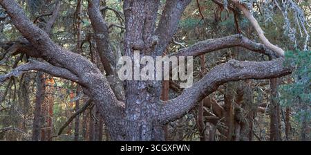 Jahrhunderte alte schottische Kiefern im Naturpark Laguna Negra und Urbión Glacial Circus. Covaleda, Region Pinares, Soria, Kastilien und Leon, Spanien, Europa Stockfoto