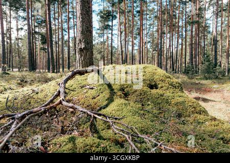 Eine weite Aufnahme der freiliegenden Wurzeln einer Kiefer, die sich über einem üppigen, moosbedeckten Hügel auf dem sonnendurchfluteten Waldboden ausbreiten. Stockfoto