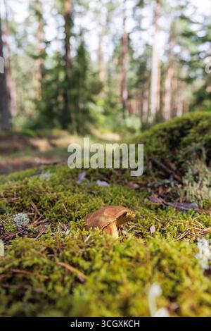 Ein einzelner brauner Pilz, der durch einen dichten Teppich aus grünem Moos auf dem Waldboden blickt, mit einem verschwommenen Kiefernwald im Hintergrund. Stockfoto