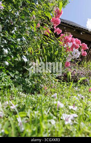 Eine einzigartige Aufnahme eines Gartens mit Gras und Blütenblättern auf dem Boden, die zu leuchtenden rosa und weißen Blumen führt. Stockfoto