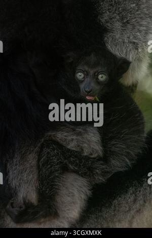 Indri indri, der größte Lemur, im Regenwald von Andasibe, Madagaskar. Bedrohte Tierarten mit ikonischem schwarz-weißem Fell und gespenstischen Anrufen. Stockfoto