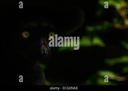 Indri indri, der größte Lemur, im Regenwald von Andasibe, Madagaskar. Bedrohte Tierarten mit ikonischem schwarz-weißem Fell und gespenstischen Anrufen. Stockfoto