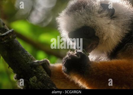 Diademed Sifaka im Regenwald von Andasibe, Madagaskar. Gefährdeter Lemur mit auffälligem Fell, endemisch in den schrumpfenden Wäldern im Osten Madagaskars Stockfoto