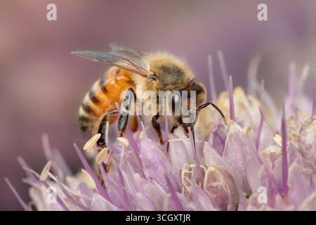APIs mellifera oder Hausbiene wichtiger Bestäuber auf der Suche nach Pollen auf Blüte mit Kopierraum Stockfoto