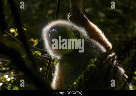 Diademed Sifaka im Regenwald von Andasibe, Madagaskar. Gefährdeter Lemur mit goldorangenem Fell, endemisch in den östlichen Wäldern, bedroht von Entwaldung. Stockfoto