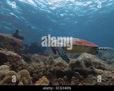 Gefährdete Karettschildkröte (Eretmochelys imbricata) schwimmt über einem lebendigen Korallenriff mit Fischschwärme im tropischen Ozean. Stockfoto