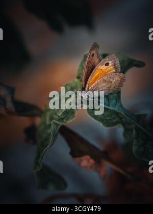 Nahaufnahme eines braunen Schmetterlings mit orangefarbenen und braunen Flügeln auf einem leuchtend grünen Blatt, der die Schönheit und Fragilität der Natur zeigt Stockfoto