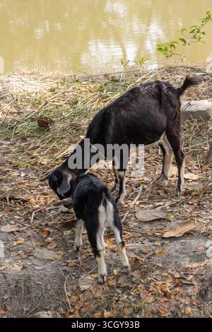 Zwei kleine indische Ziegen, die auf niedrigem Gras neben einem Fluss weiden Stockfoto