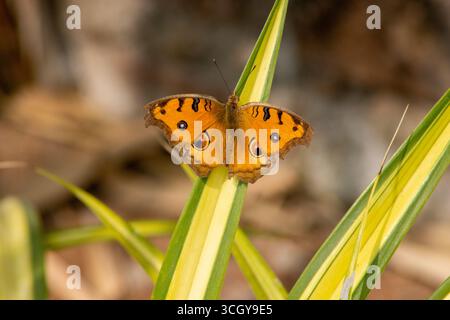 Peacock Pansy (Junonia almanac) Schmetterling auf einem Blatt in den Sundarbans bei Kalkutta, Indien Stockfoto