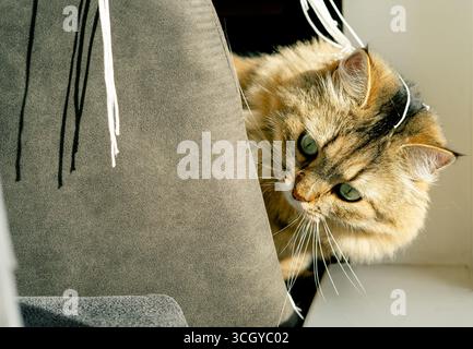 Eine flauschige Hauskatze blickt hinter einem Barhocker in der Nähe eines Fensters im Sonnenlicht heraus. Stockfoto
