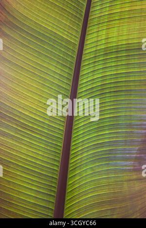 Ein Bananenblatt (Musa), das von hinten beleuchtet wird und seine wunderschöne Struktur zeigt Stockfoto