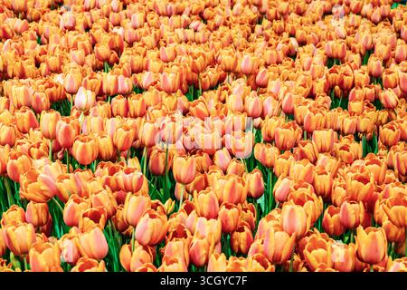 Tulpenfeld (Tulipa), Tulpenfeld, Frühlingsblume, Frühlingsblume, Berlin, Deutschland Stockfoto