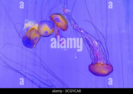 Chrysaora Melanaster, Kompassquallen, Aquarien, Shanghai Ocean Aquarium, Pudong, Shanghai, Volksrepublik China Stockfoto