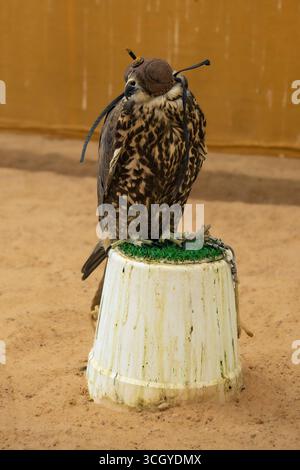 Falken für die Jagd, Falcon Souq, Altstadt von Doha, Souq Waqif, Katar, Katar Stockfoto