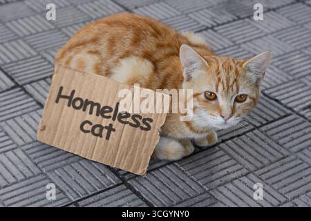 Obdachlose Ingwerkatze mit Pappschild auf dem Bürgersteig draußen. Einsames Haustier Stockfoto