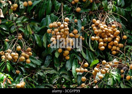 Longans oder Dimocarpus longan mit Blättern, die an einem Baum hängen. Stockfoto