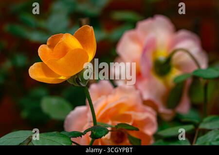Nahaufnahme der wunderschönen blühenden Orangenrose auf dem Hintergrund des Rosengartens. Stockfoto