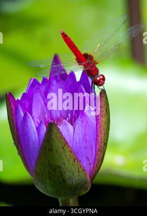 Rote Libelle, die auf lila Seerose sitzt Stockfoto