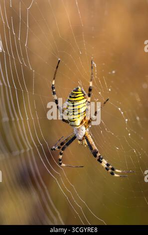 Wespenspinne im Internet Stockfoto