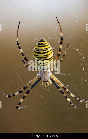 Wespenspinne im Internet Stockfoto