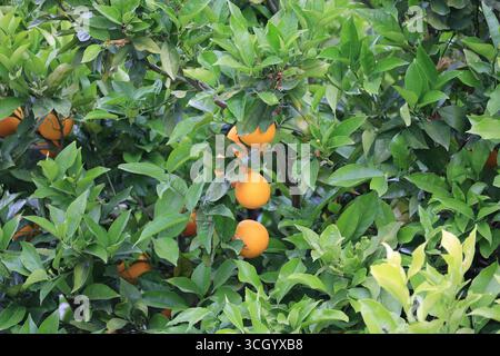 Orangenbaum Nahaufnahme, Algarve, Tavira, Portugal Stockfoto