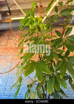 Pachira aquatica Geldbaum mit grünen Blättern in der Nähe einer Ziegelmauer. Wachstum, Natur und ökologische Einrichtung im modernen urbanen Innenraum. Stockfoto