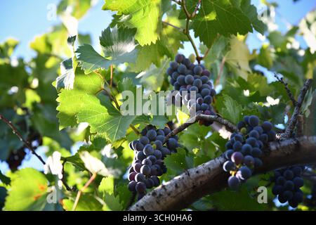 Weinberg mit einem Haufen blauer Trauben mit der Sonne im Hintergrund Stockfoto
