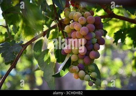 Weintrauben auf einer wunderschönen alten Weinrebe mit farbenfroher Hinterleuchtung des Weinbergs und Kopierraum. Stockfoto