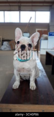 Eine französische Bulldogge mit blauem Kragen, die auf einer Bank sitzt. Der Hund hat braune Augen und schaut in die Kamera Stockfoto