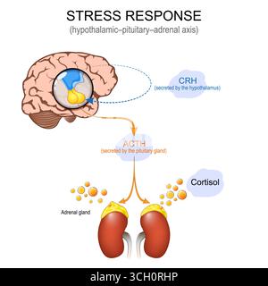 Hypothalamus-Hypophysen-Nebennierenachse. HPA-Achse. Stress-Response-System. Hormone des Hypothalamus, der Hypophyse und der Nebenniere. Detailliertes Vektorposter Stock Vektor