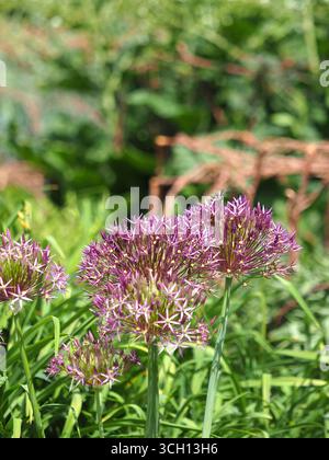 Riesenzwiebel allium giganteum, Buckinghamshire, Großbritannien Stockfoto