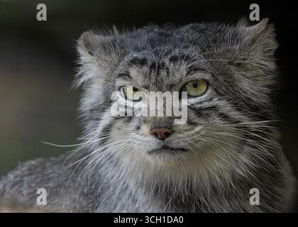Pallas Katze Nahaufnahme Stockfoto