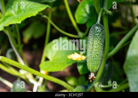 Grüne, reife Gurkenfrüchte hängen von der Rebe an Gurkenpflanze (Cucumis sativus) in einem Polytunnel-Gewächshaus. Stockfoto