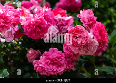 Rosafarbene französische Rosen (Rosa Gallica, Rose aus der provence, Rose aus der provence, Rose aus Gallic, Rote Rose aus Lancaster) üppiger Sträucher mit vielen Blumenköpfen. Stockfoto