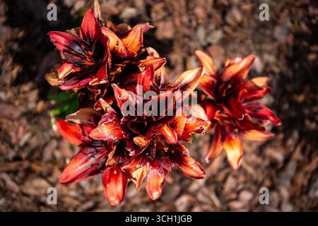 Orange Lilie (Lilium bulbiferum, Feuerlilie, Tiger Lily, Jimmy's Bane) Blumen, Draufsicht, Blick von oben. Stockfoto
