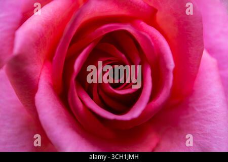 Leuchtend rosa Hybrid Tea Rose in Blüte, Nahaufnahme eines einzelnen Blumenkopfes von oben. Stockfoto