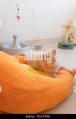 Flauschige Perserkatze auf orangefarbenem Haustierbett Stockfoto