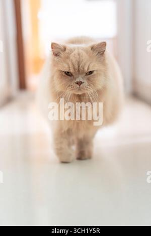 Flauschige, cremefarbene Perserkatze, die mit ernstem Ausdruck drinnen läuft Stockfoto