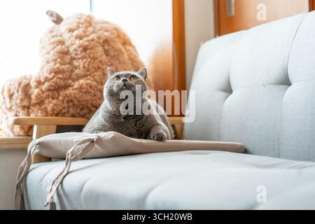 Graue britische Kurzhaarkatze sitzt auf der Couch mit Plüschtier im Hintergrund Stockfoto