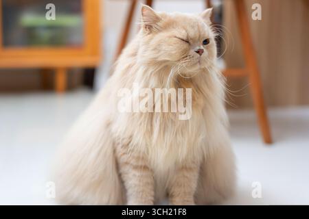 Flauschige, cremefarbene Perserkatze, die drinnen sitzt und ein Auge geschlossen hat Stockfoto