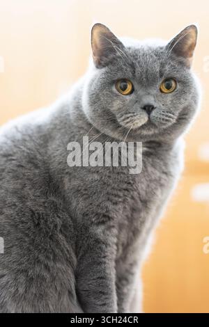 Graue britische Kurzhaarkatze mit gelben Augen Stockfoto