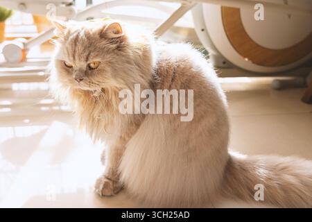 Flauschige Perserkatze, die drinnen im Sonnenlicht sitzt Stockfoto