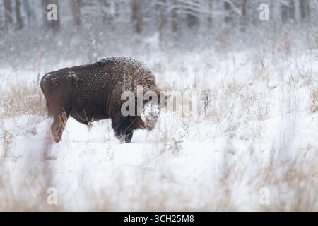 Ein großer und alter Bisonmännchen ernährt sich morgens Stockfoto