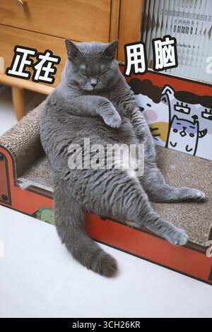 Graue Katze, die auf Katzenbett liegt, mit chinesischem Text "denkt hart Stockfoto