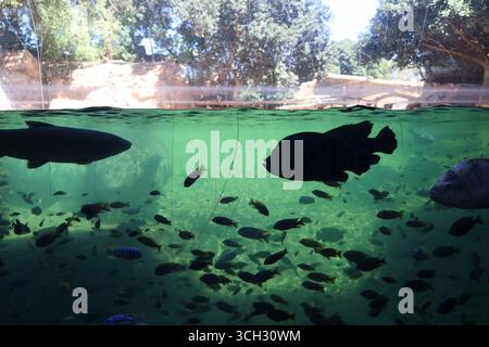Ein Nilpferd und viele Fischarten in einem transparenten Becken in einem europäischen Zoo mit offener Umgebung Stockfoto