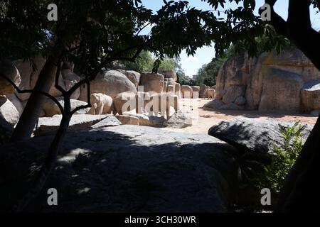 Elefanten in einem europäischen Zoo mit offener Umwelt Stockfoto